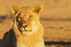 Black-maned lion, young male resting in the morning light of southern Africa Art Print